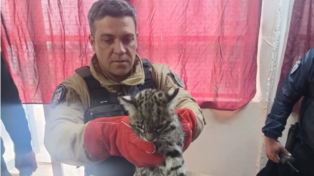 Rescataron a un gato montés herido en Potrerillos y lo trasladaron al Ecoparque